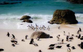Penguins on the beach in Cape Town