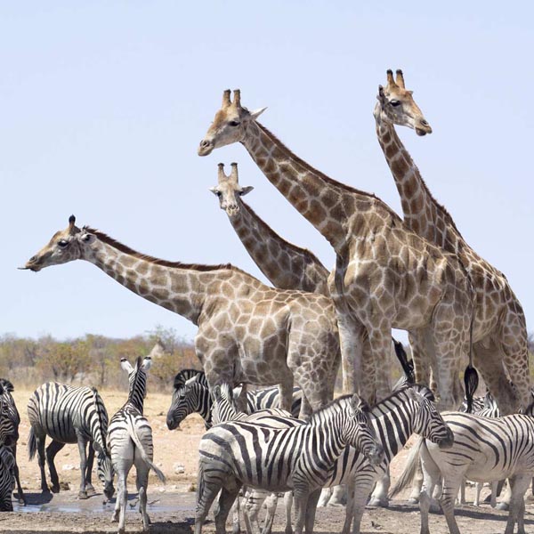 Diamond Travel Namibia 3 Etosha Park