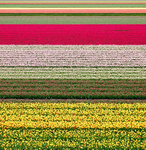 Tulip fields e1614850474538